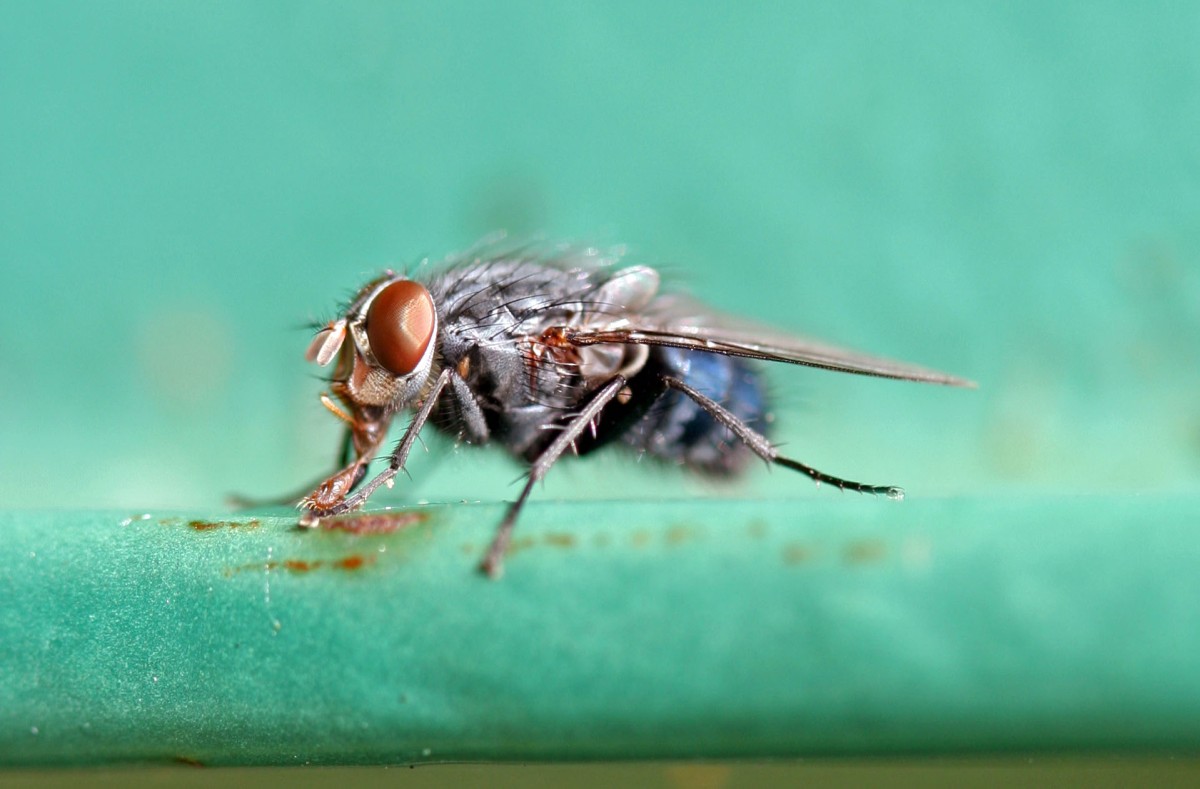 premature-blowfly-egg-development-leads-to-inaccurate-time-since-death-estimations-forensicbites